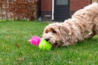 Dog Comets Exoplanet Pink S