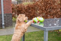 Dog Comets Glow in the Dark Moon Green S