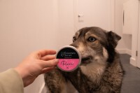 Groomers Secret ShampooBar Rose