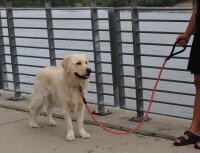 KONG Rope slip leash  One Size Red