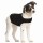 ZenDog Compression Shirt X Small