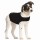 ZenDog Compression Shirt Small