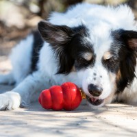 Kong Snacks Bacon amp Cheese Small