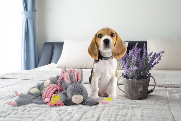 Bunny Puppy Crunchy Chew