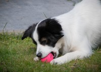 Dog Comets Ball Stardust Roze S