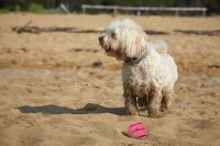 Dog comets Neutron Star Pink 1pc with Squeaker Tennisball