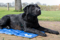 CoolPets Premium Cooling Mat L 90x60cm