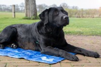 CoolPets Premium Cooling Mat XL 120x75cm