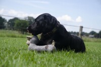 Country Dog Oliver