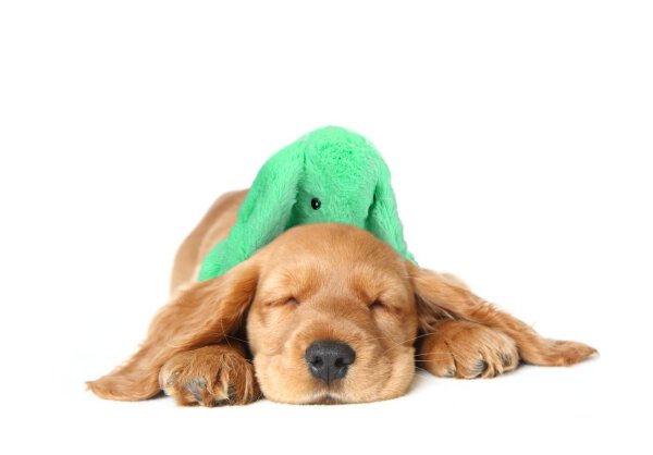 Cozy Dog Bunny Green