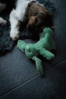 Cozy Dog Bunny Green