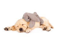 Cozy Dog Bunny Brown