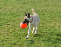 Jolly Ball Bouncen Play 15cm Orange Vanilleduft