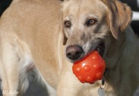 Jolly Jumper Ball Orange 75 cm