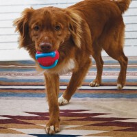 KONG Jaxx Brights Ball Assorted Medium