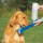 Hunde Trinkflasche 500 ml