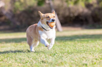 Chuckit! Birthday Fetch Ball M