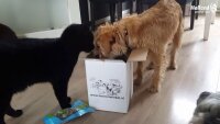 Braaaf Soft Snack mit Karotten und grunen