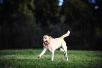 Chuckit! Ultra Duo Tug