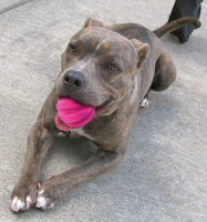 Dog Comets Halley Rosa