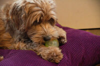 Dog Comets Glow In The Dark Moon Ball
