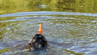 Dog Comets Bobber