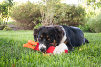 Hozies Jeffrey Jungle