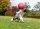 Jolly Tug-n-Toss L (20 cm)