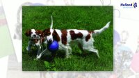 Jolly Romp-n-Roll M (15 cm)