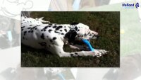 Jolly Bone