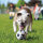KONG Sport Balls Assorti