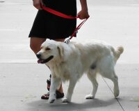 KONG Adjustable Leash Schwarz