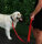 KONG Adjustable Leash Schwarz