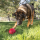 KONG Extreme Ball mit Loch L