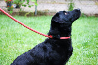 KONG Rope Leash