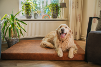 Lets Sleep Mellow Mattress Orthopädisches Bett