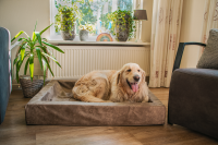 Lets Sleep Comfy Cushion Hundekorb