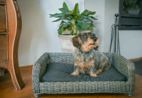 Lets Sleep Cozy Basket Weidenkorb Für Hunde Anthrazit