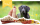 Lunas Choice Trainer Mix