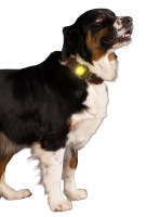 Nightwalk Safety Light