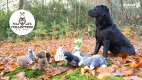 Wild Life Dog