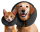 Zenpet ProCollar