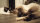 Addicted! Dumbell