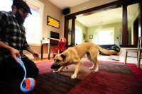 Chuckit! Indoor Roller