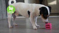 Dog Comets Pollux Orange