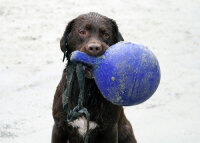Jolly Tug-n-Toss Rot XL (25 cm)