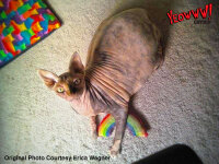 Yeowww! Rainbow