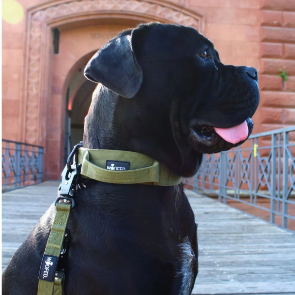 Nylon Halsband-Leine-Set Military Olive ultraleicht