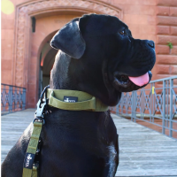 Nylon Halsband-Leine-Set Military Olive ultraleicht