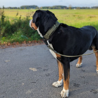 Nylon Halsband-Leine-Set Military Olive ultraleicht